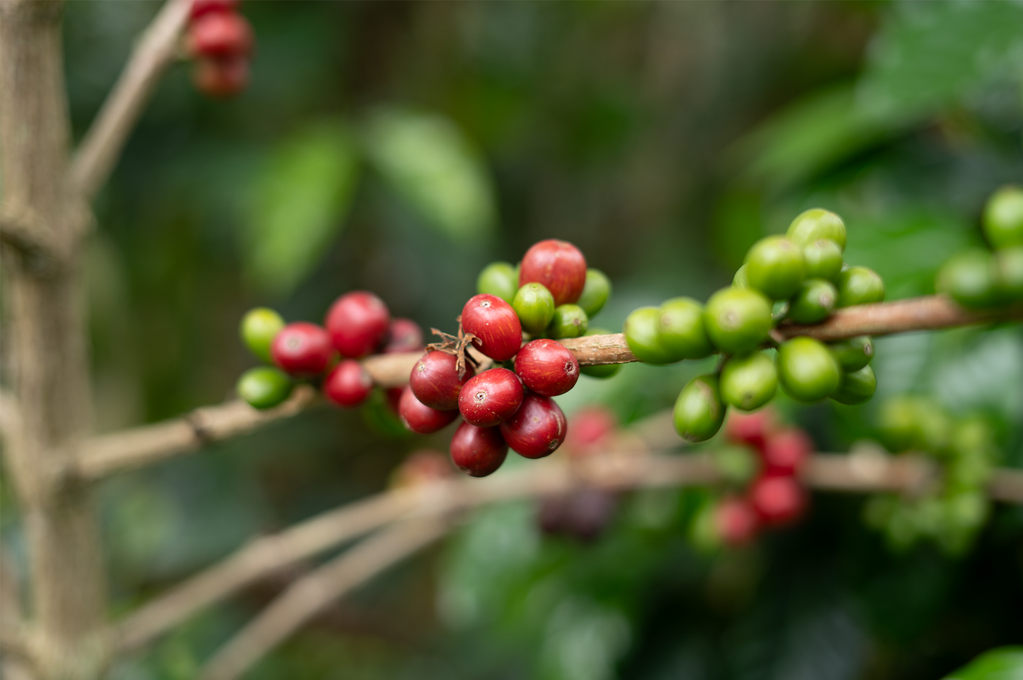 Sudan Rume Natural　100g