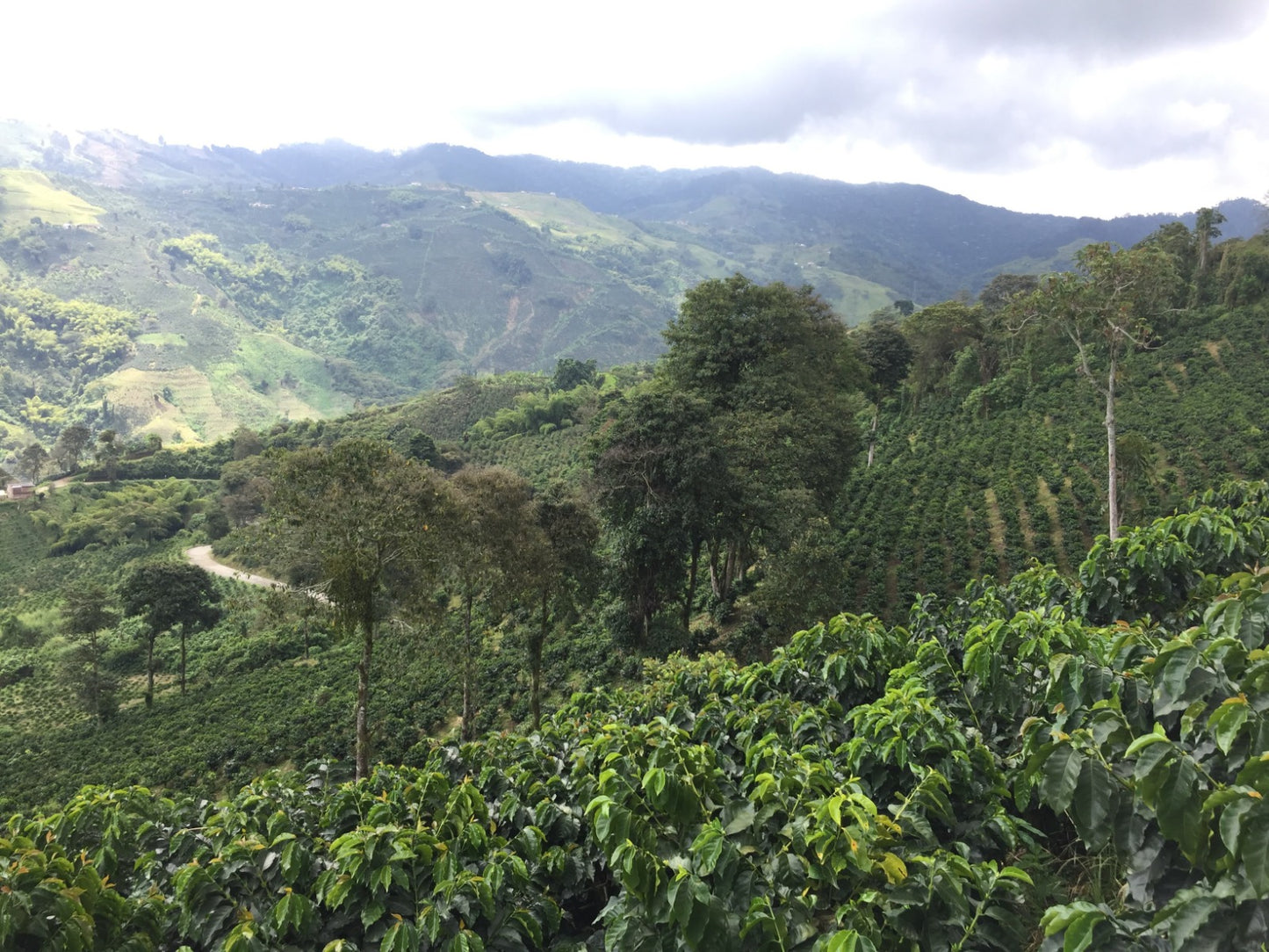 Sudan Rume Natural　100g